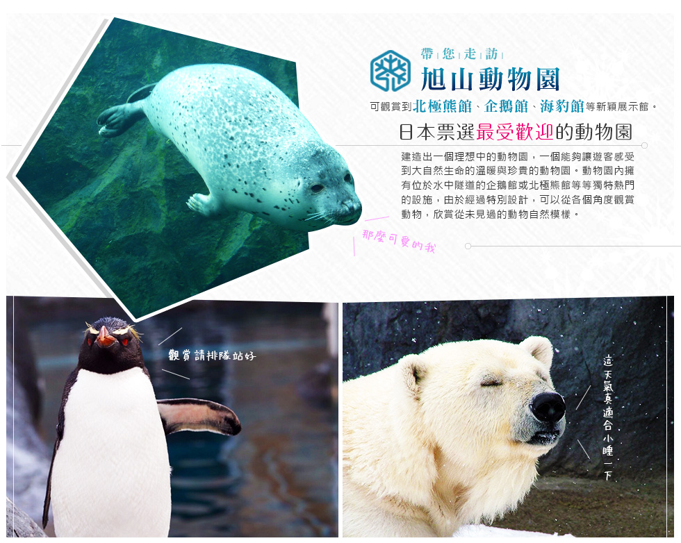 協成旅行社 冬戀北海道 小樽物語旭山動物園函館百萬夜景美食溫泉五日遊